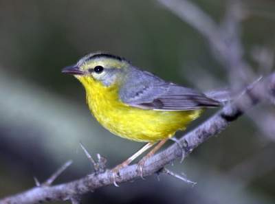 Golden-crowned Warbler, Ringgold road, UTB Campus Complex, Brownsville