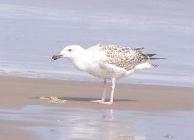 First year Great Black-backed Gull. Boca Chica 1/30/05