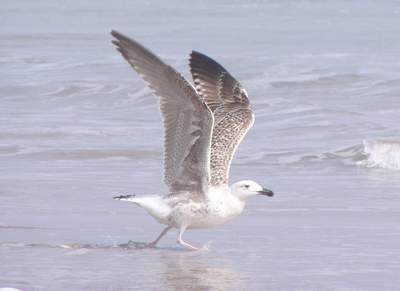 First year Great Black-backed Gull. Boca Chica 1/30/05