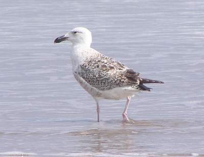 First year Great Black-backed Gull. Boca Chica 1/30/05