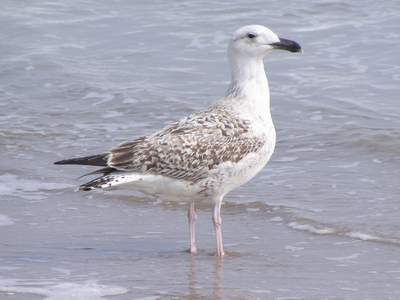First year Great Black-backed Gull. Boca Chica 1/30/05