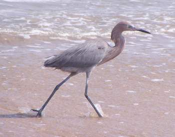 Reddish Egret, Boca Chica 1/30/05