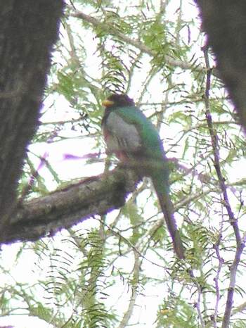 Elegant Trogon, Frontera 1/29/05