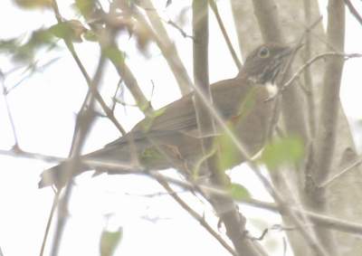 White-throated Robin, Frontera