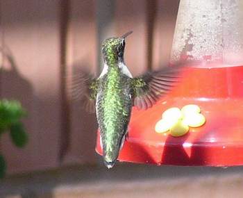 Ruby Throated Hummingbird at feeder