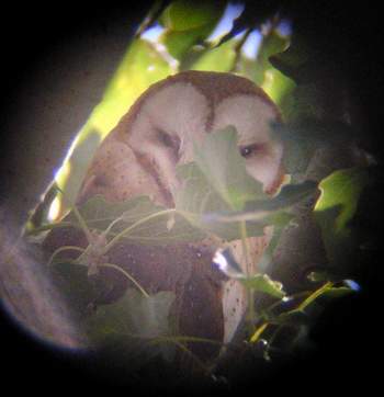 Barn Owl