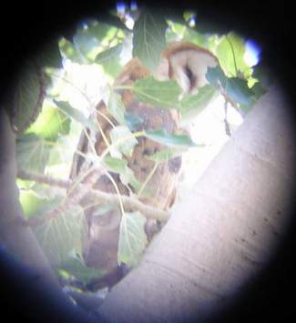 Barn Owl