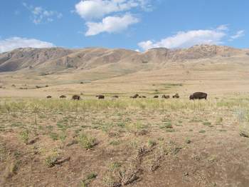 Buffalo, Antelope Island