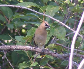 Cedar Waxwing