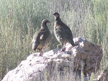 Pair of Chukar