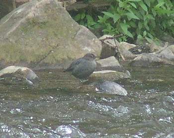 American Dipper