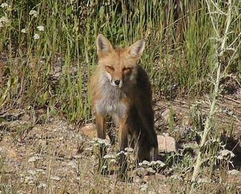 Red Fox front view