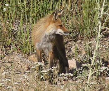 Red Fox, side view