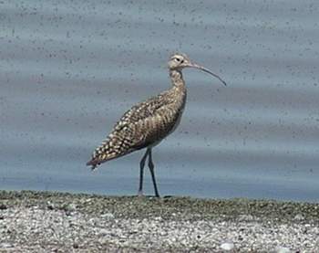 Long-billed Curlew