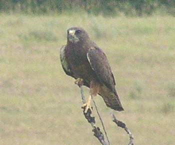 Swainson's Hawk