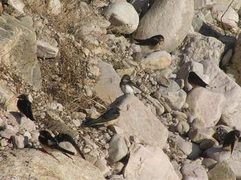 Barn Swallows and Bank Swallow