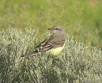 Western Kingbird