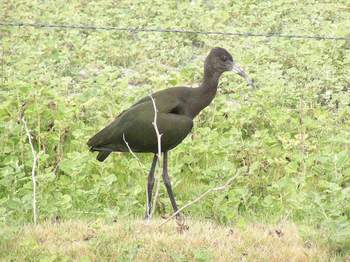 White-faced Ibis