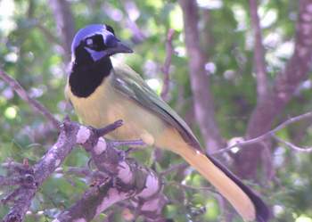 Green Jay.