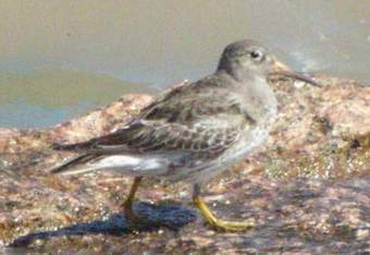 Purple Sandpiper