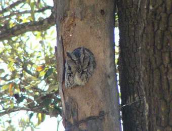 Eastern Screech Owl