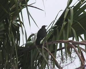 Tamaulipas Crow, RGV 07