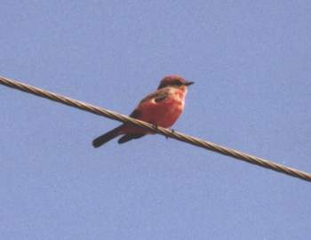 Vermilion Flycatcher