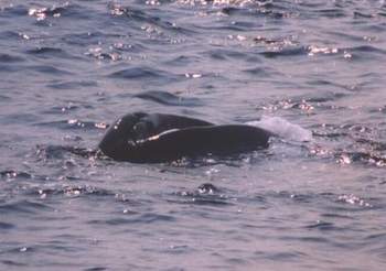 Whale Shark swallowing tuna