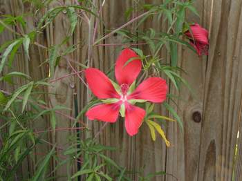 Texas Star Hibiscus