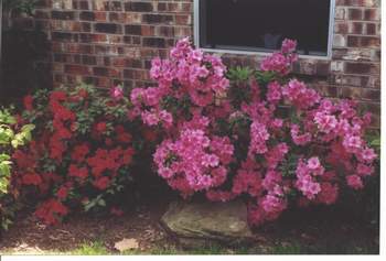 Azaleas