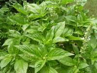 Basil
