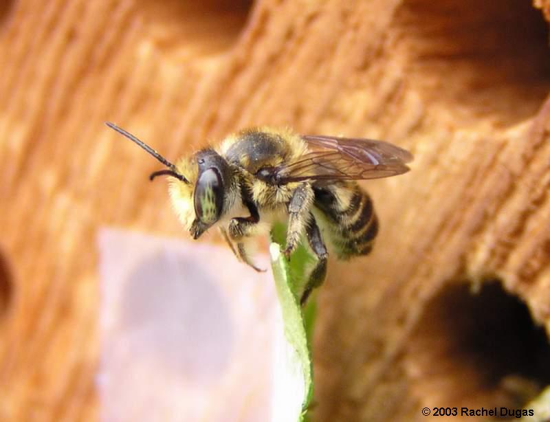 Newly hatched adult Leafcutter bee