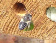 Leafcutter bee bringing in a new leaf