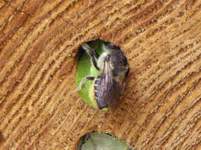 Bee positioning leaf