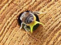 Leaf curled under bees abdomen