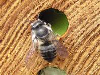 Bee positioning leaf