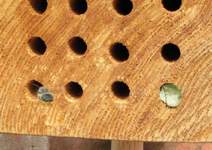 Leafcutter bee leaving nest hole