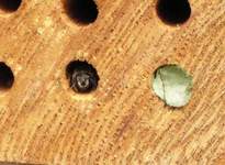 Leafcutter bee defending hole entrance