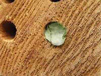 Leaf seal to leafcutter bees nest hole