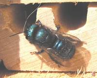 Female Orchard Mason Bee