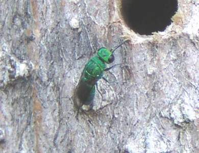 Parasitic Wasp, here waiting for a Solitary Bee to leave a hole so that it can place its own egg into the cell thats been made.