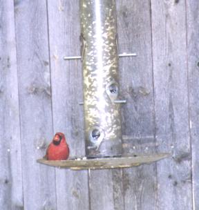 Cardinal on tube feeder