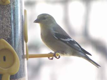 Goldfinch on thistle feeder