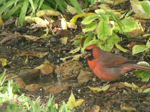 Northern Cardinal in original puddle