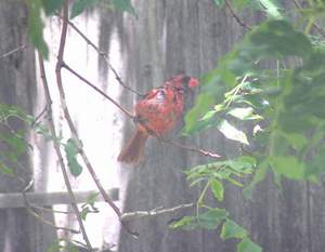 Northern Cardinal in mister