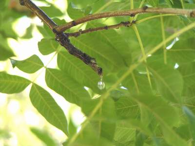 Water runs down & drips off the end of a branch