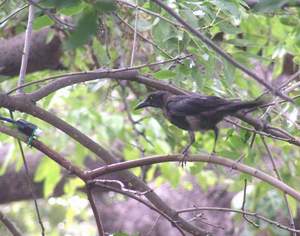 Great-tailed Grackle