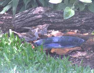 House sparrows at the puddle