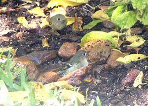 Pair of Ruby-crowned Kinglets