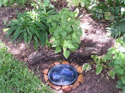 Plant pot saucer as a small bird bath.